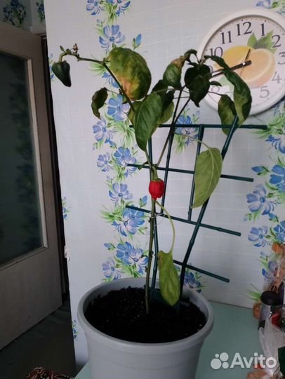 Пеларгония герань