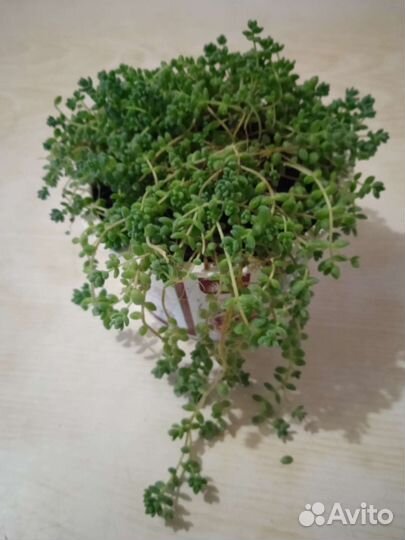 Седум почвопокровный