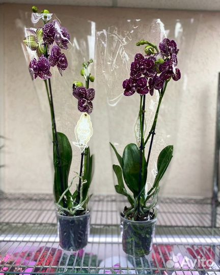 Орхидея фаленопсис дикий кот