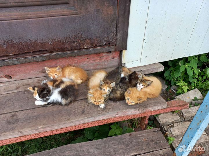 Котята в добрые руки