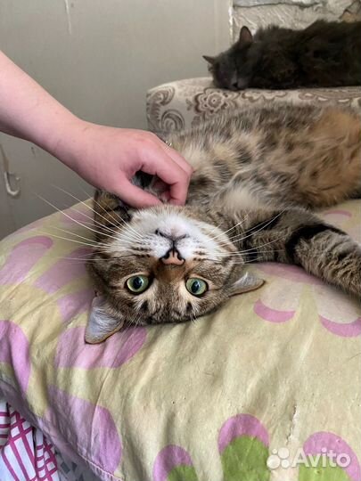 Кот в добрые руки