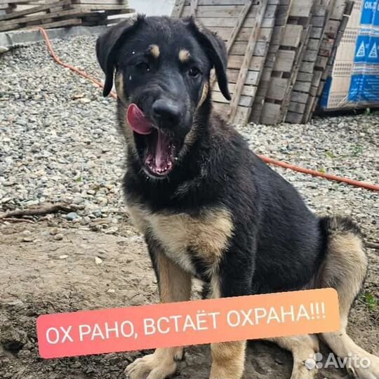 Собака в добрые руки отдам бесплатно