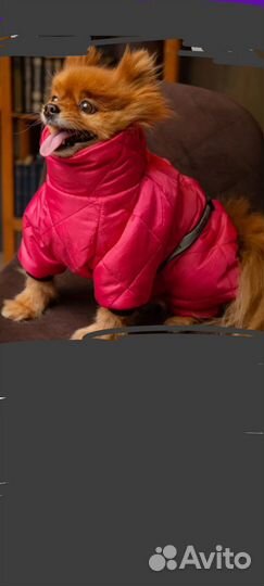 Комбинезон для мини собак