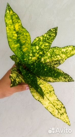 Декоративнолиственные