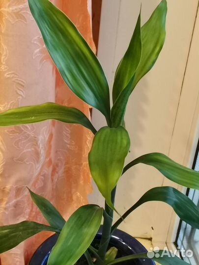 Драцена + бесплатная доставка