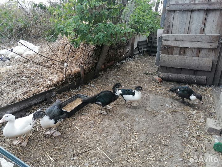 Продаются утята индоутки