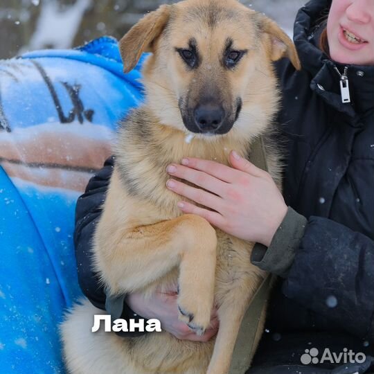 Щенкам нужен дом. В приюте