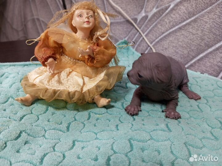 Канадский сфинкс