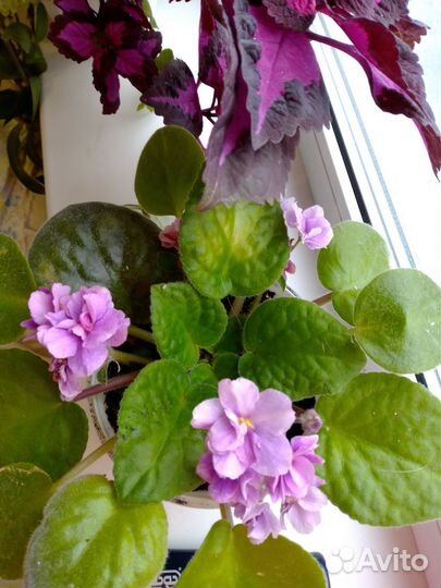 Комнатные цветы