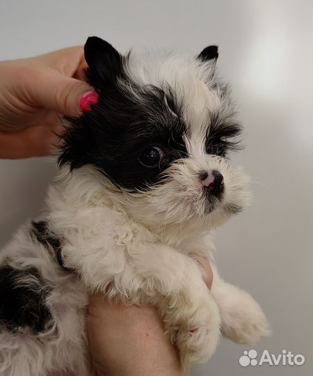 Биверята с документами