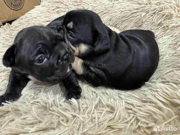 Французский бульдог