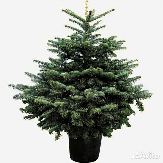 Елка Норманда в кадках Premium из Дании опт