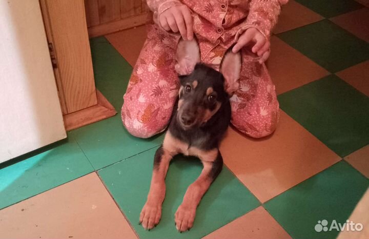 Собака в добрые руки