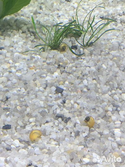 Ракушечник, декорация в аквариум, коряга, кокос