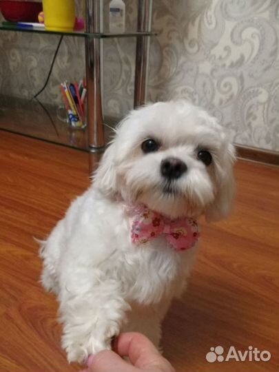 Кобель Мальтезе ищет подружку