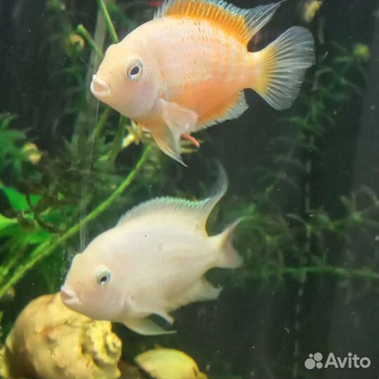 Аквариумные рыбки и улитки