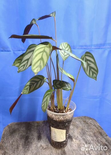 Ктенанта Оппенгейма молодые растения