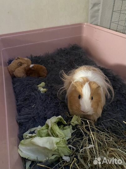 Морская свинка тедди