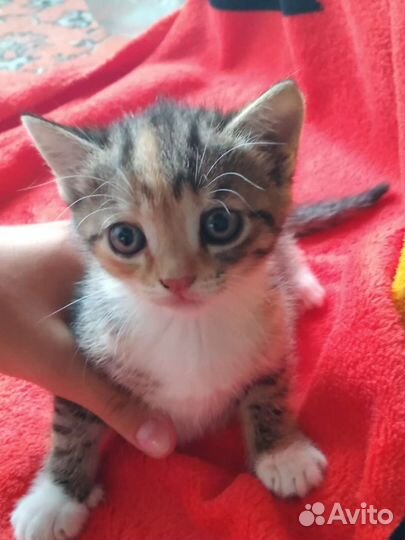 Вислоухие котята