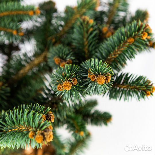 Ель колючая Глаука Глобоза 60 Picea pungens Glauca