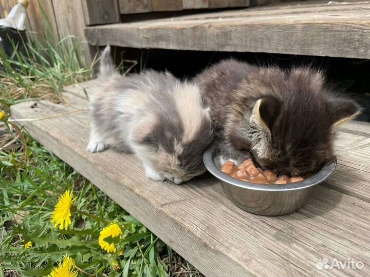 Котятки в добрые руки