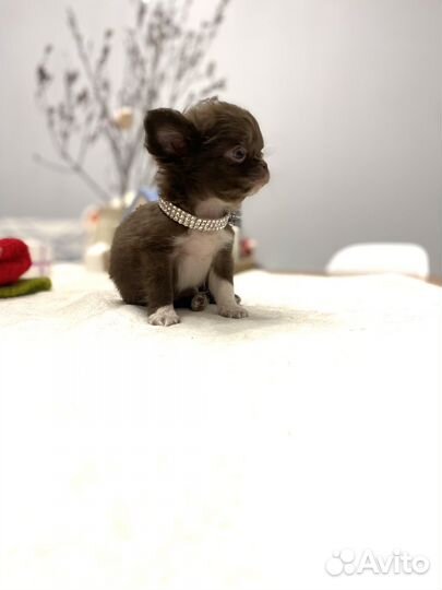 Чихуахуа мини