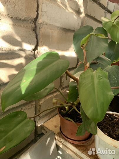 Комнатные растения