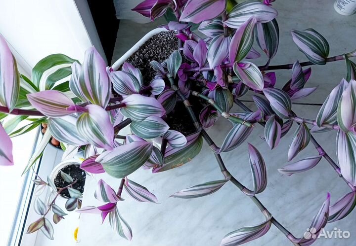 Традесканция нанук