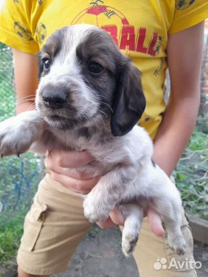 Щенки Русского охотничьего спаниеля