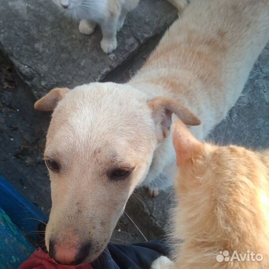 Молодой пёс