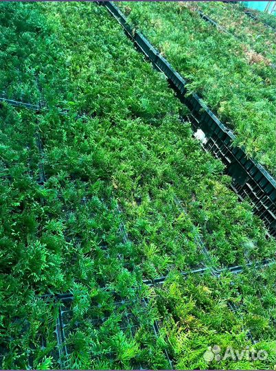 Саженцы туи смарагд из питомника