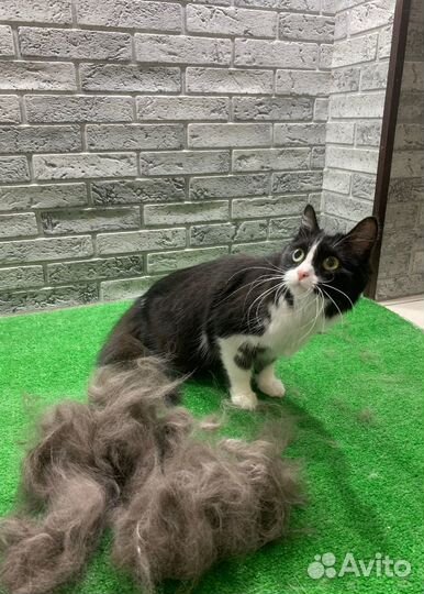 Стрижка кошек под наркозом под контролем врача