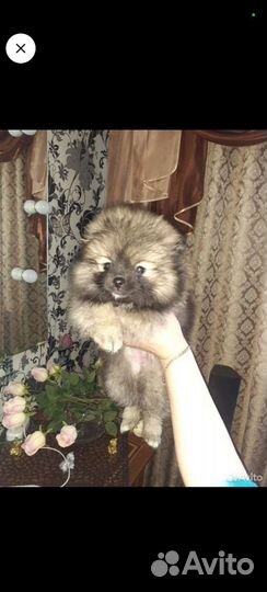 Щенки щпиц