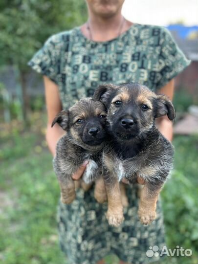 Собака в добрые руки отдам бесплатно