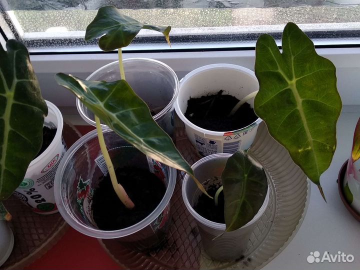 Алоказия Полли