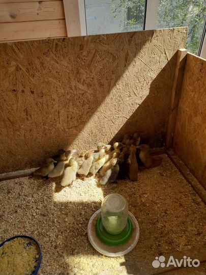 Молодняк птицы