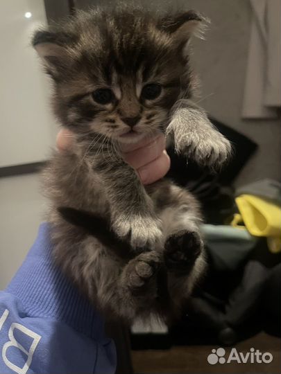 Котята в добрые руки 1 месяц