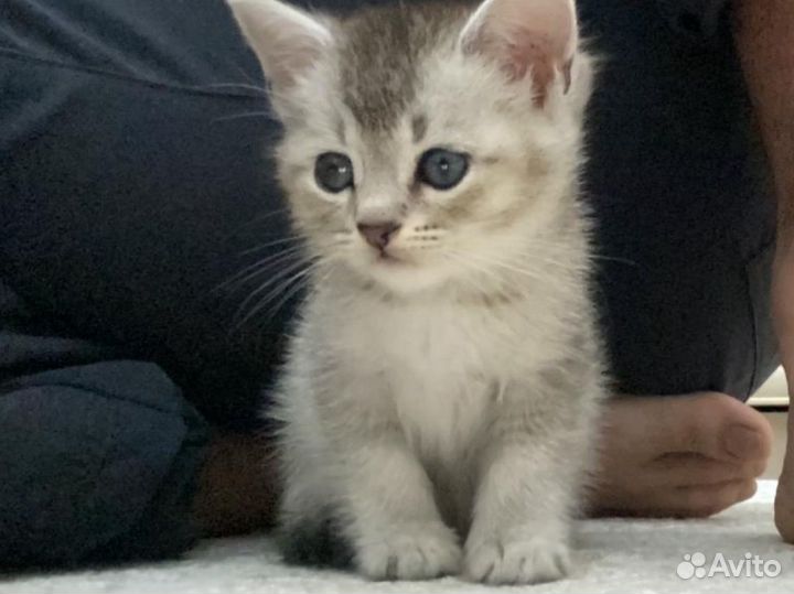 Котенок британец