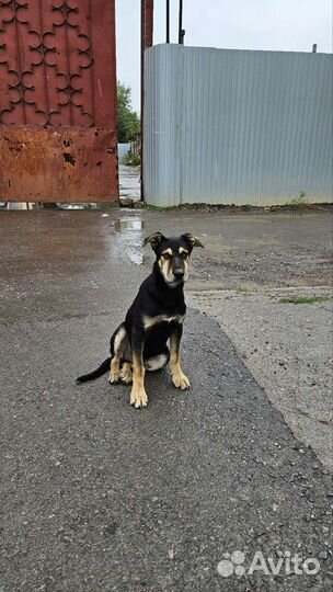 Щенок в добрые руки (охранник)