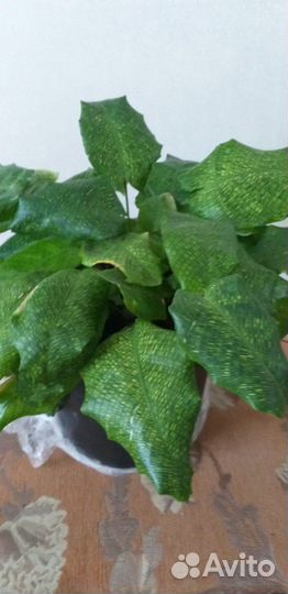 Калатея нетворк