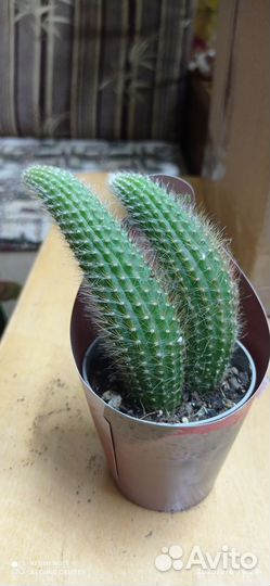 Клейстокактус Винтера, Обезьяний хвост