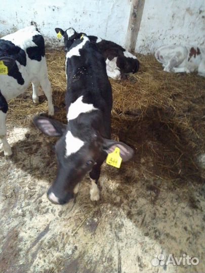 Телята бычки