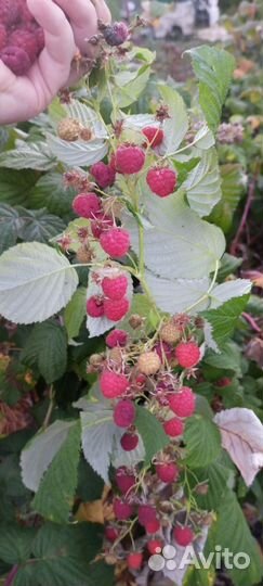 Малина ремонтантная