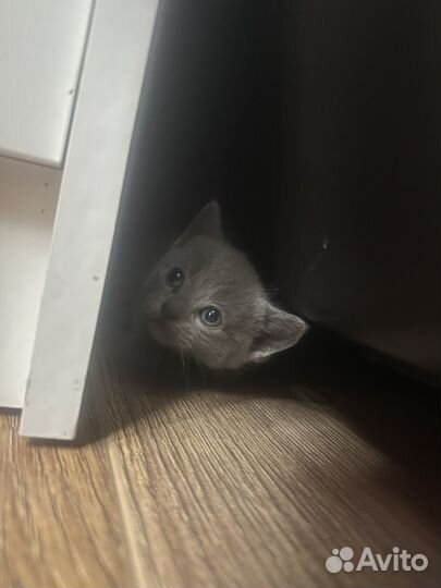 Британская