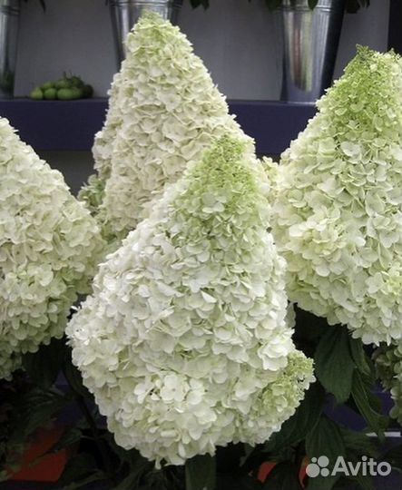 Гортензий метельчатые