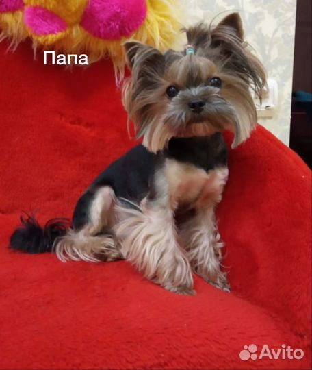 Йоркширский терьер