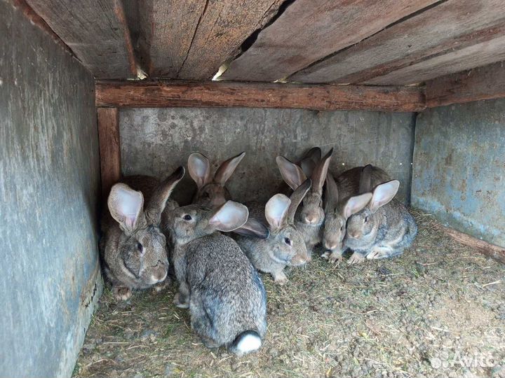 Продам крольчат