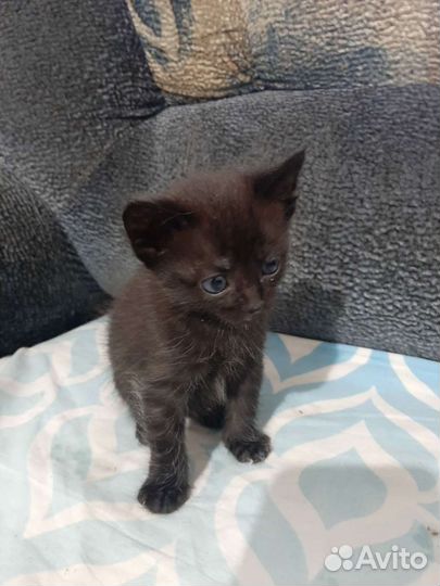 Кошка в дар