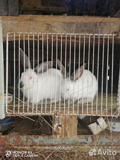 Кролики мясных пород