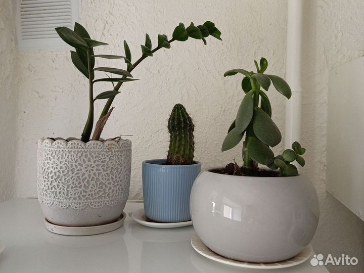 Толстянка,Замиакулькас, кактус